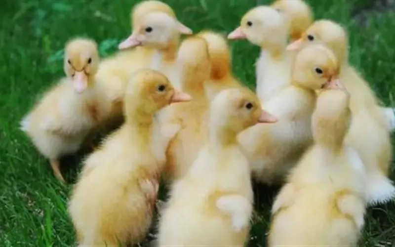 تفاصيل أسعار أنواع الكتاكيت المختلفة (البلدي والساسو) منذ قرابة 3 ساعات